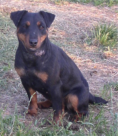 Thelma du haut de Koeking